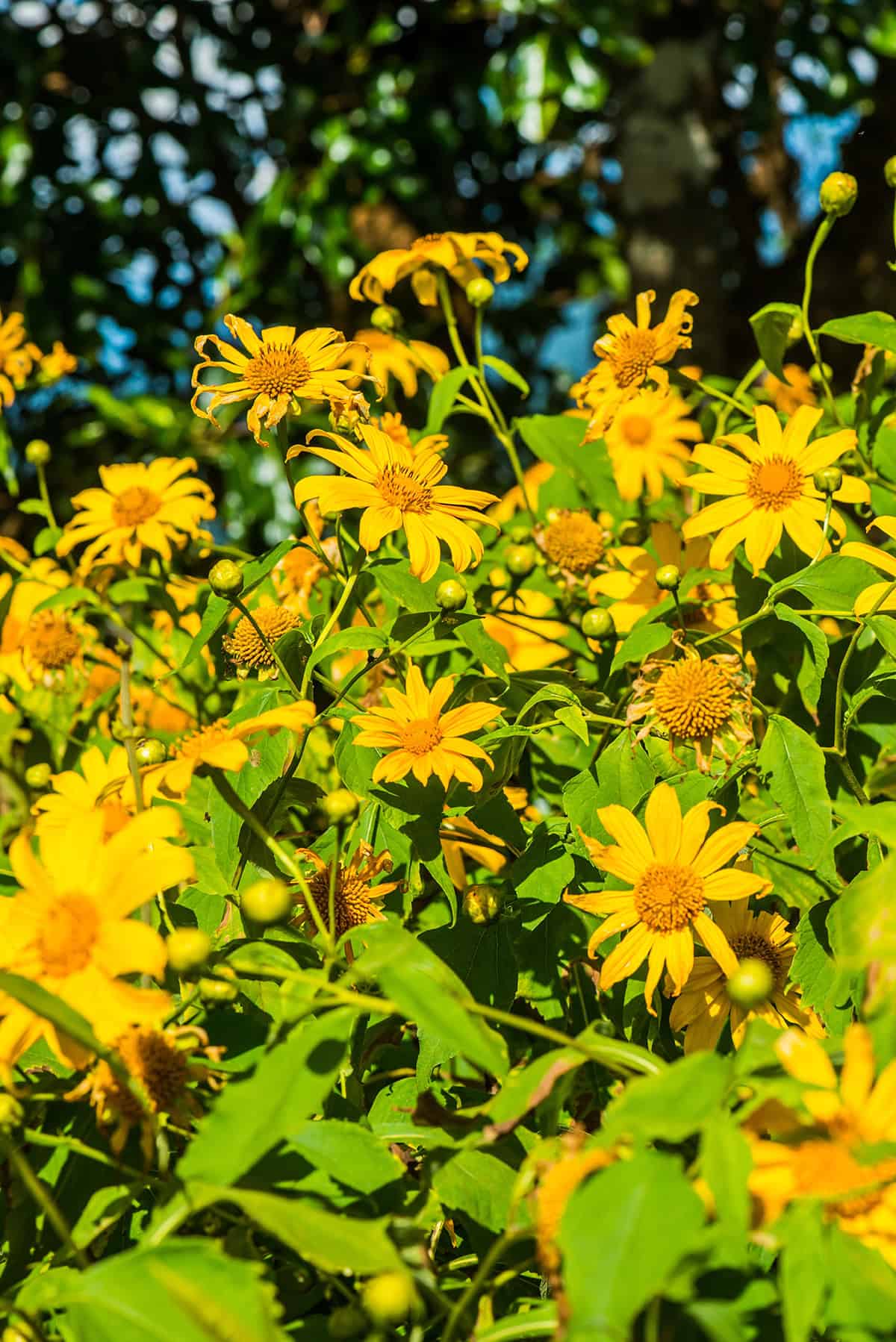 tithonia mexican sunflower