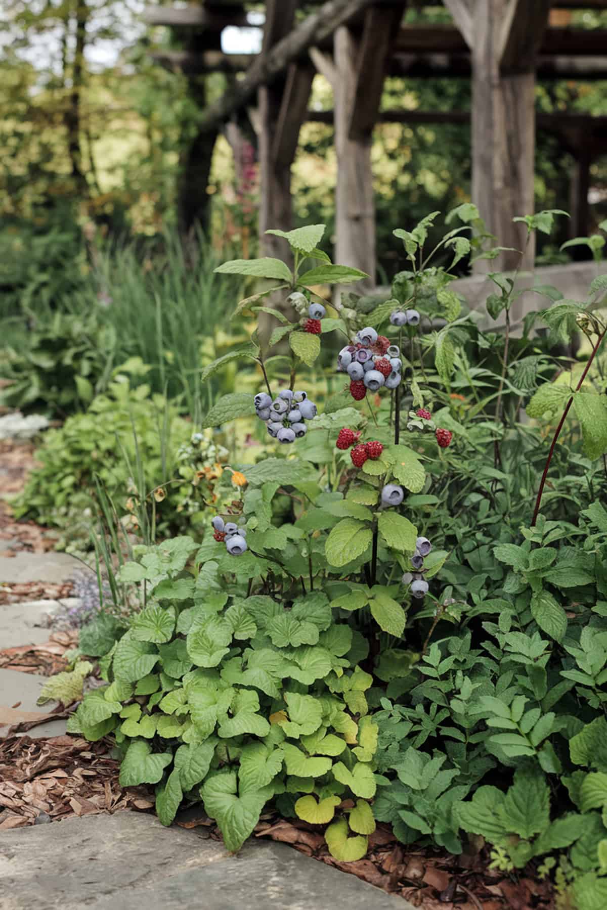 Edible Woodland Plants