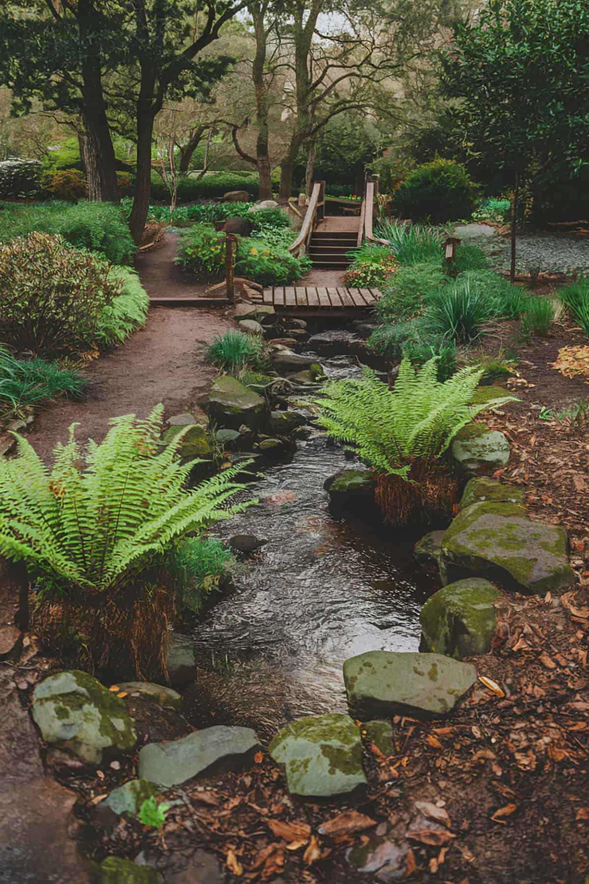 Ferns In Focus