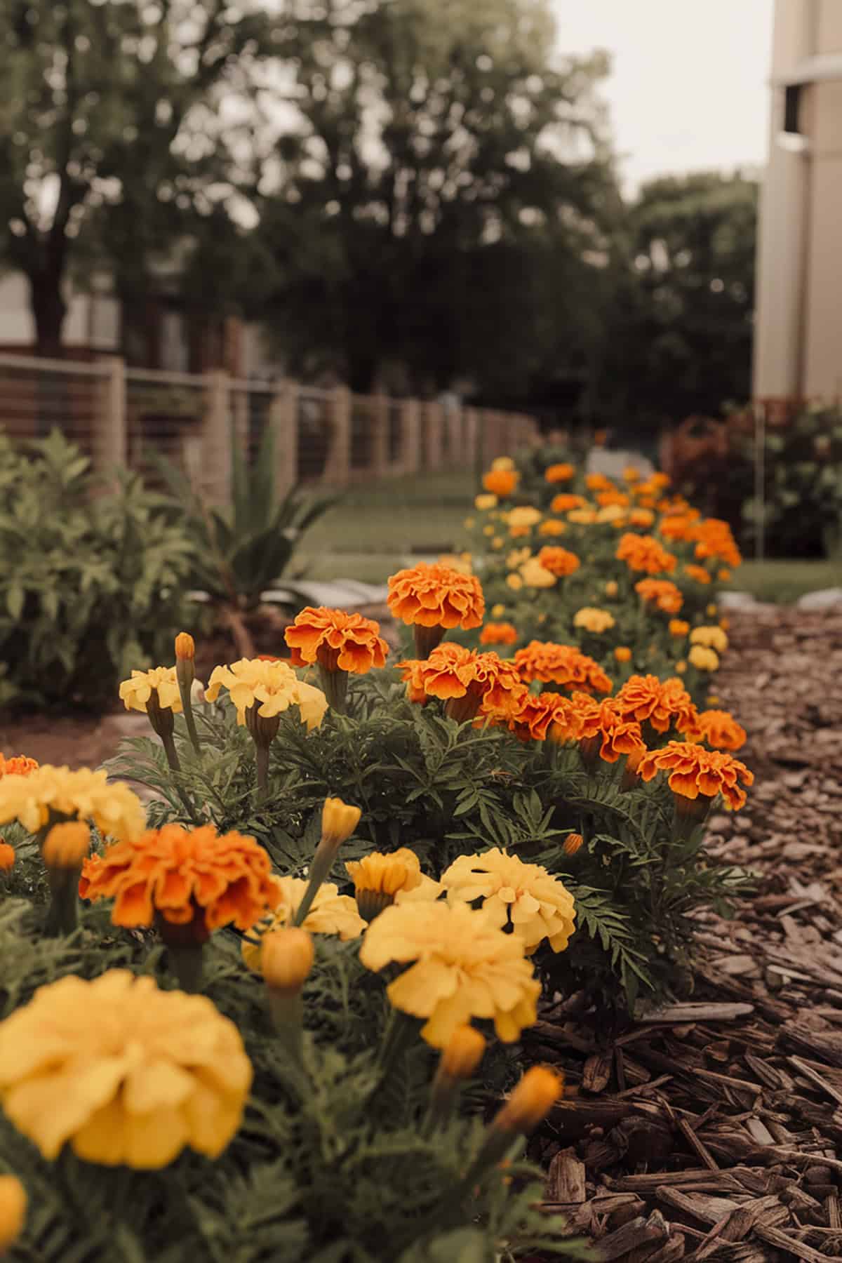 Marigolds