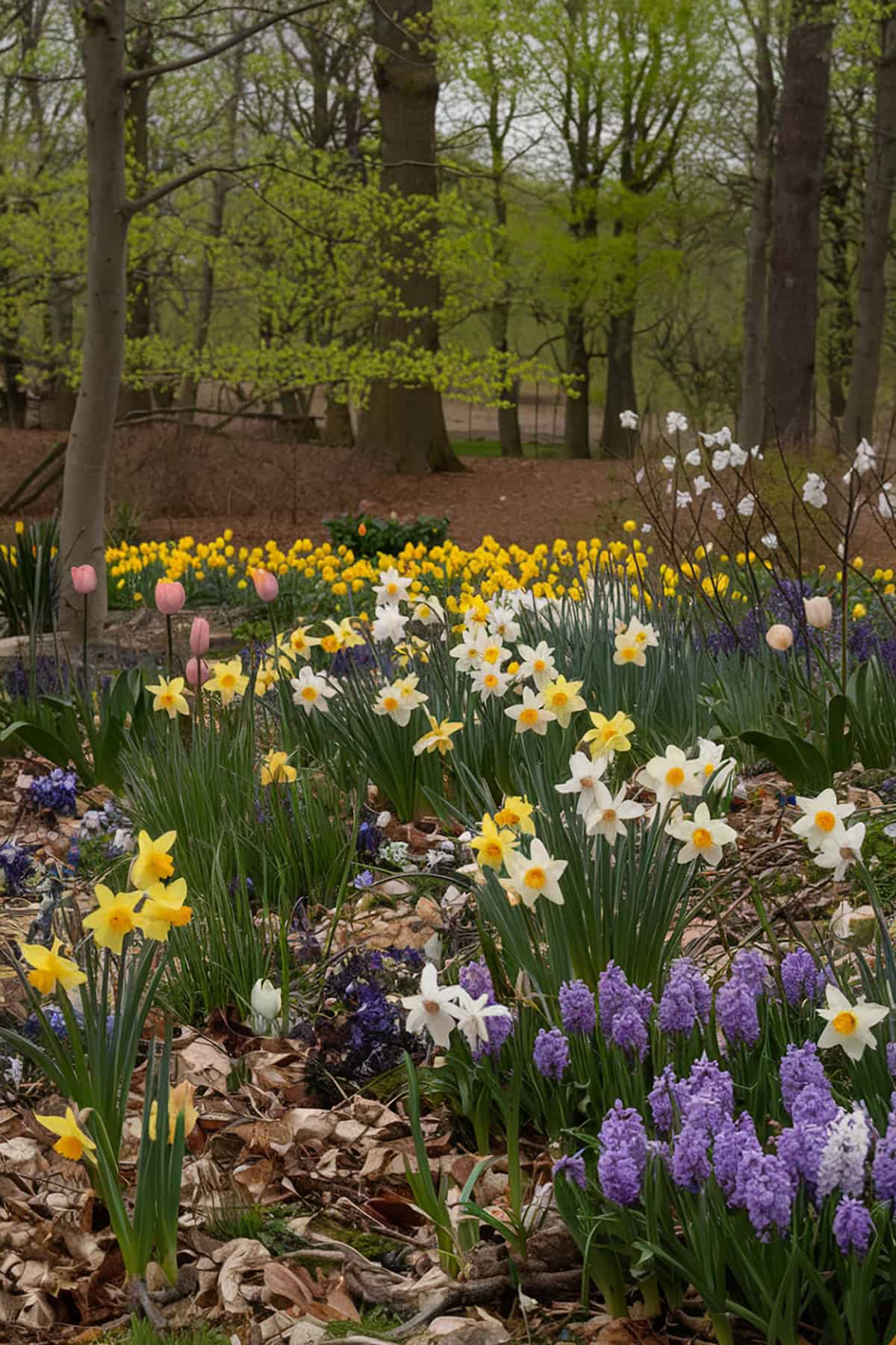 Spring Flowering Bulbs