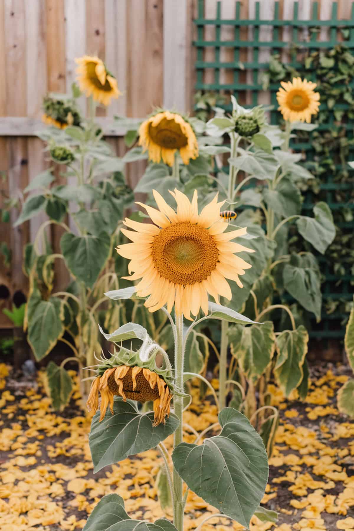 Sunflowers