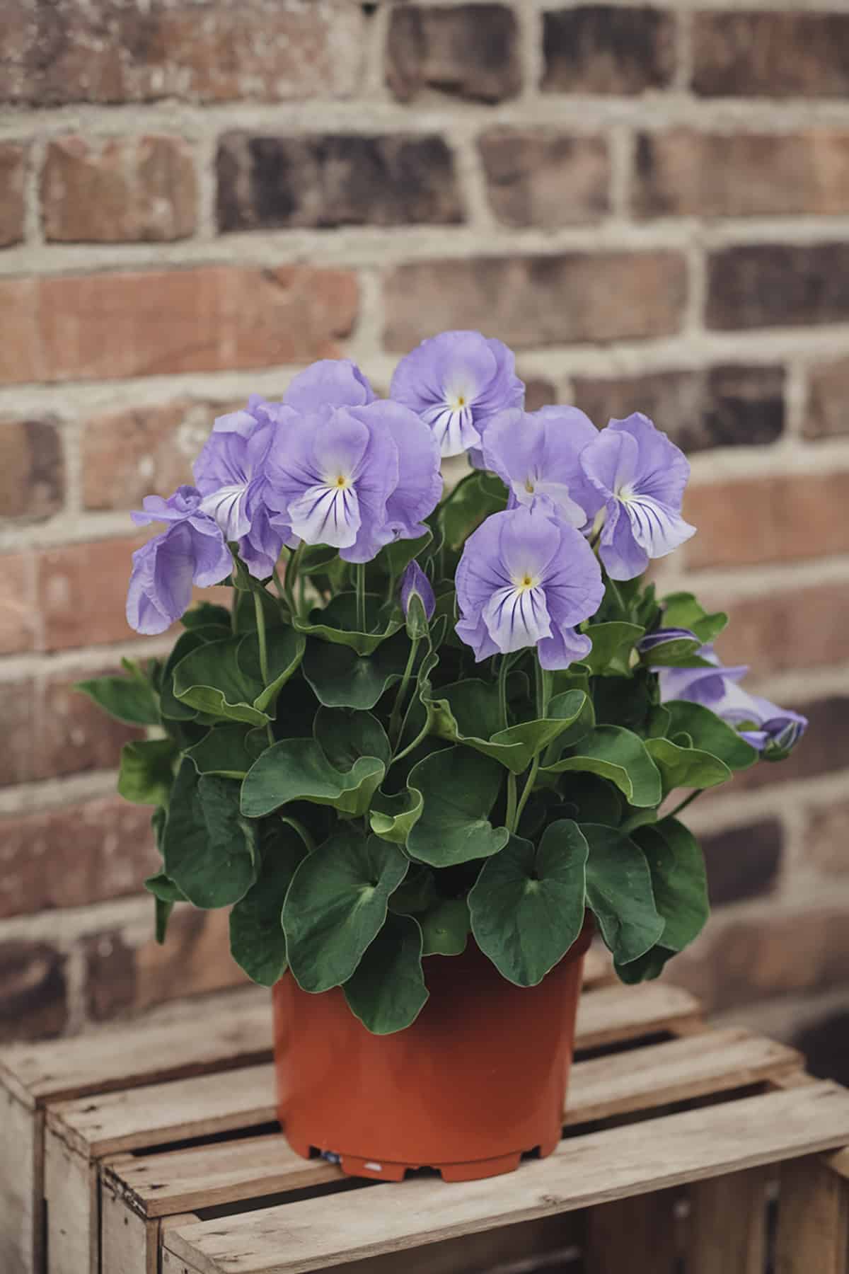 Sweet Peas