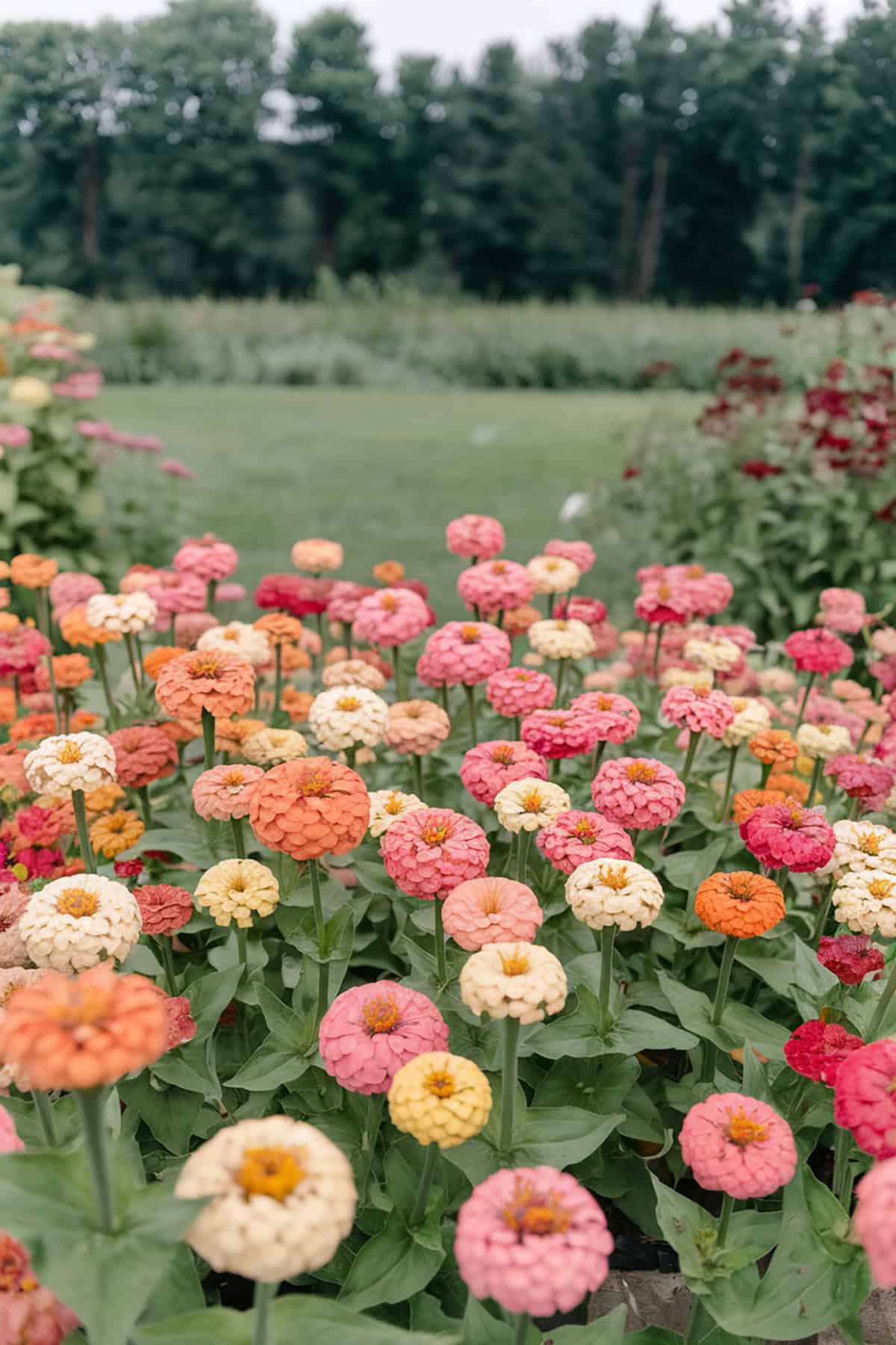 Zinnias