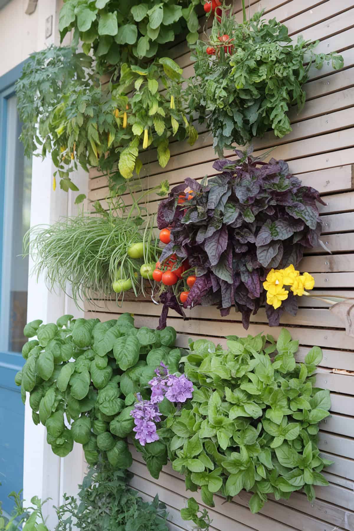 Edible Garden Wall