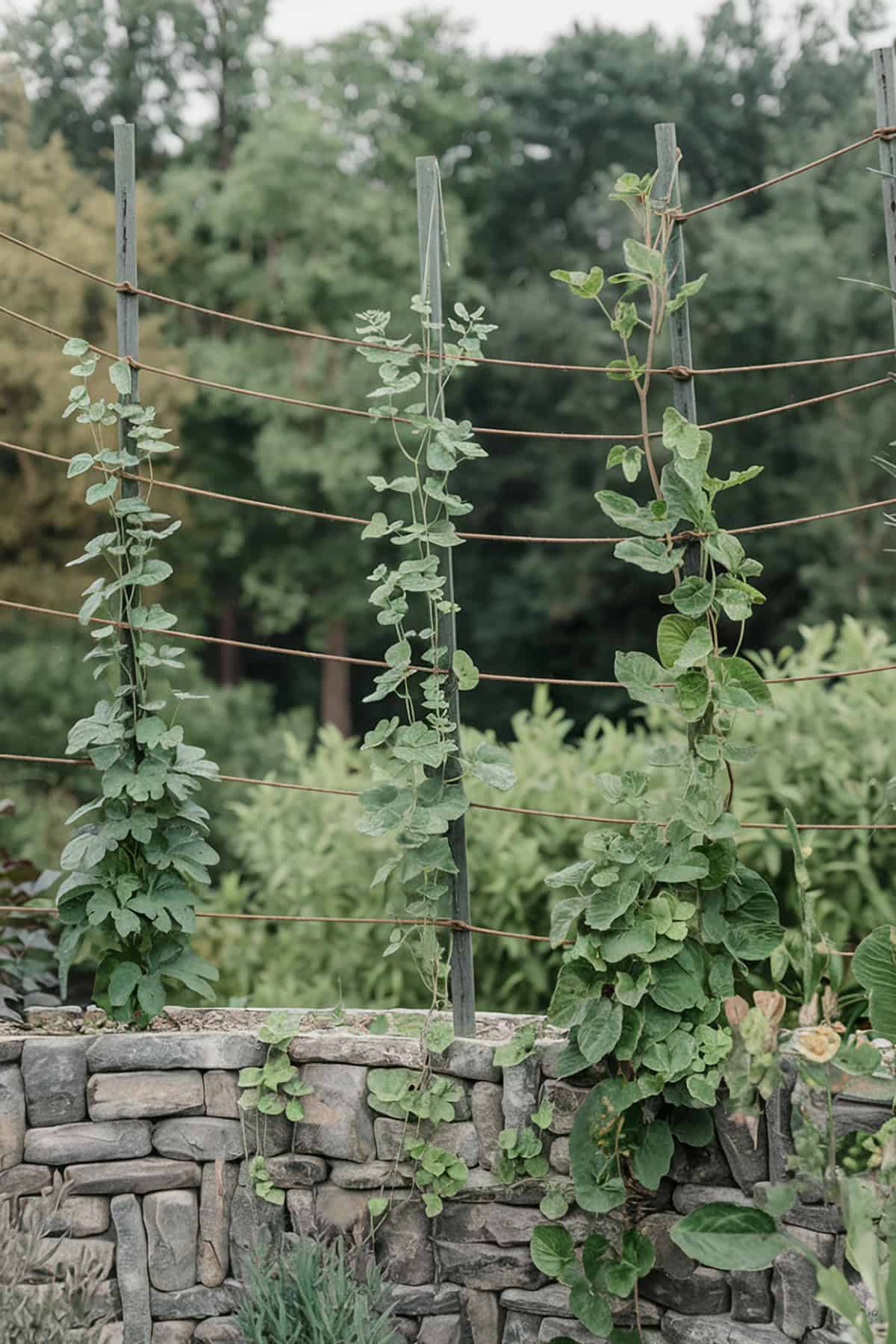 Rope Wall with Plants