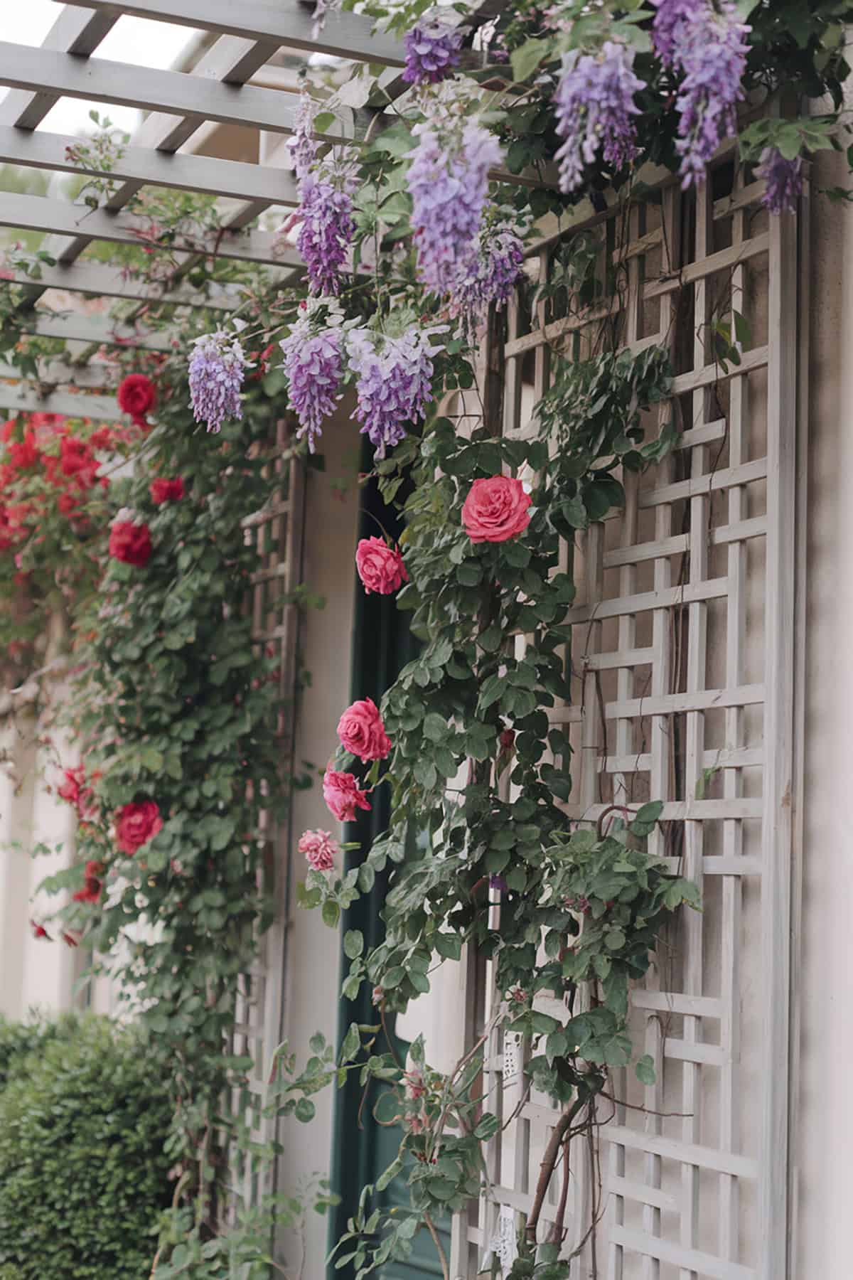 Trellis Garden Wall