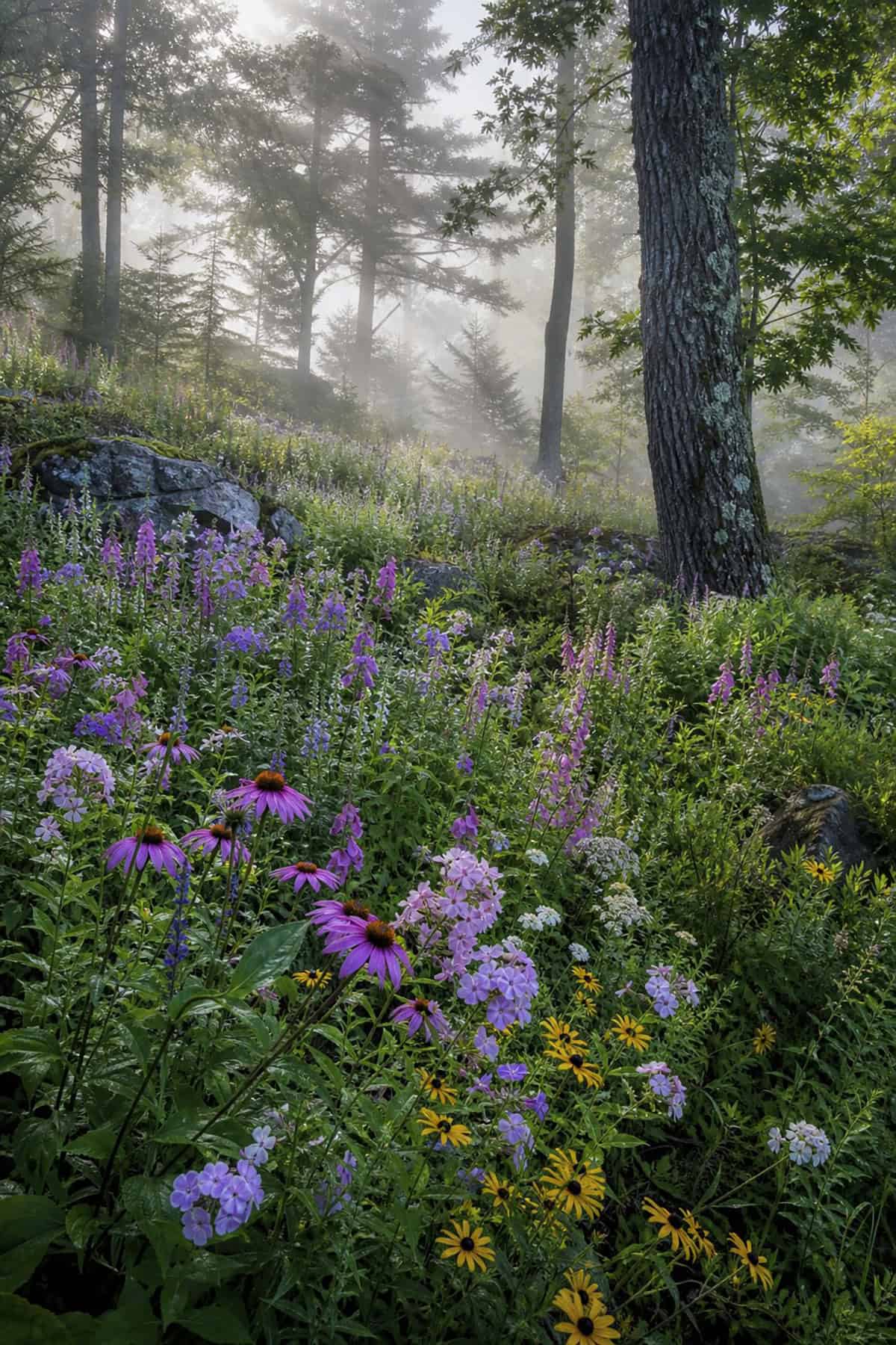 Wildflower Meadow On A Gentle Woodland Slope