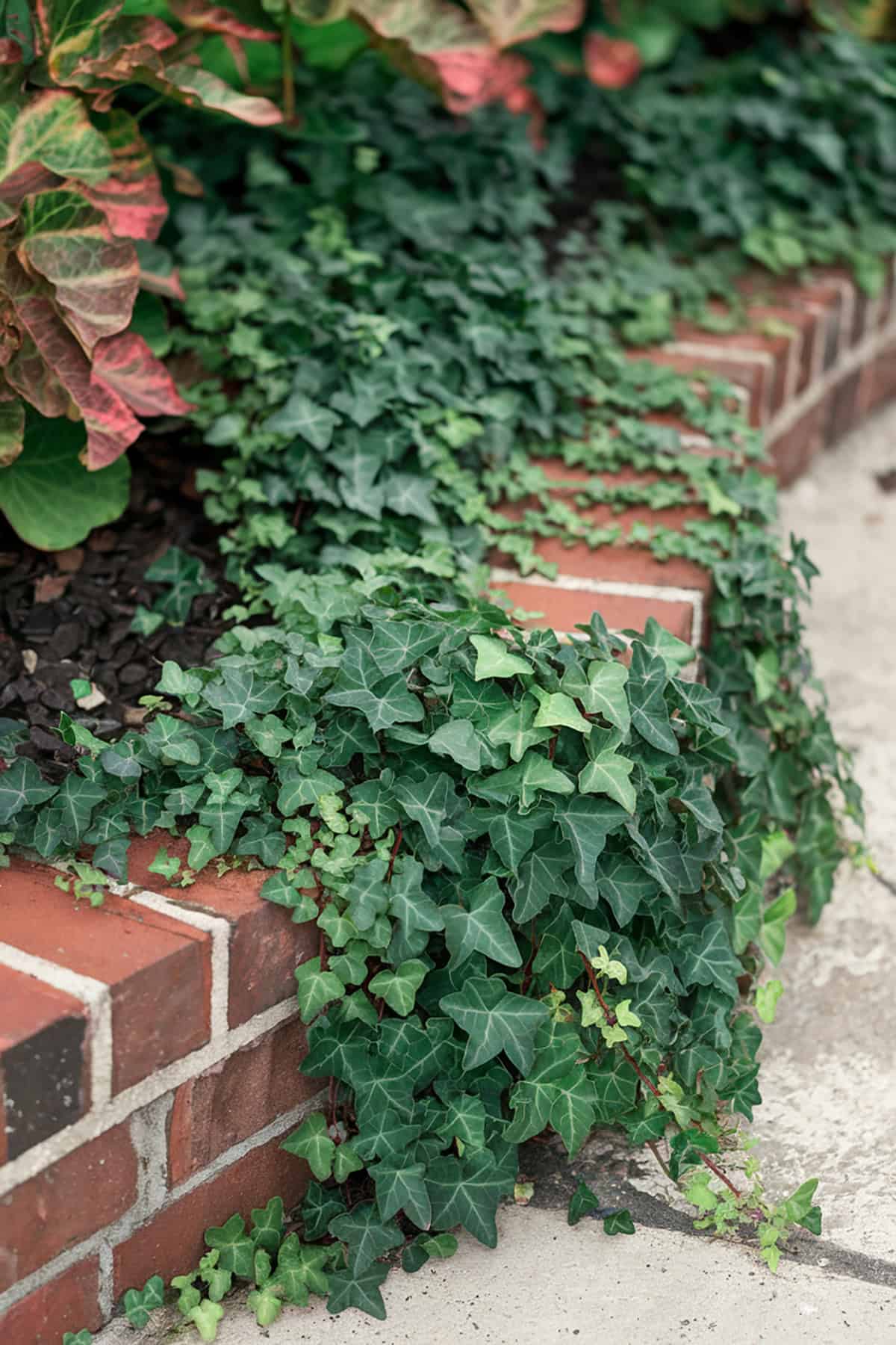 Brick Edging With Ivy Overgrowth