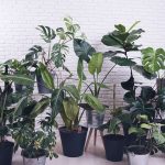 25 Best Indoor Plants For An Office With No Windows