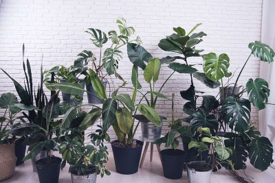 25 Best Indoor Plants For An Office With No Windows