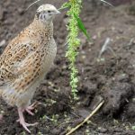26 Best Plants to Grow in a Quail Coop