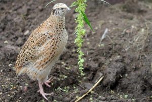 26 Best Plants to Grow in a Quail Coop