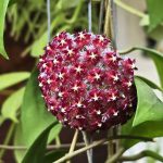 30 Types of Hoya Plants