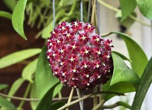 30 Types of Hoya Plants