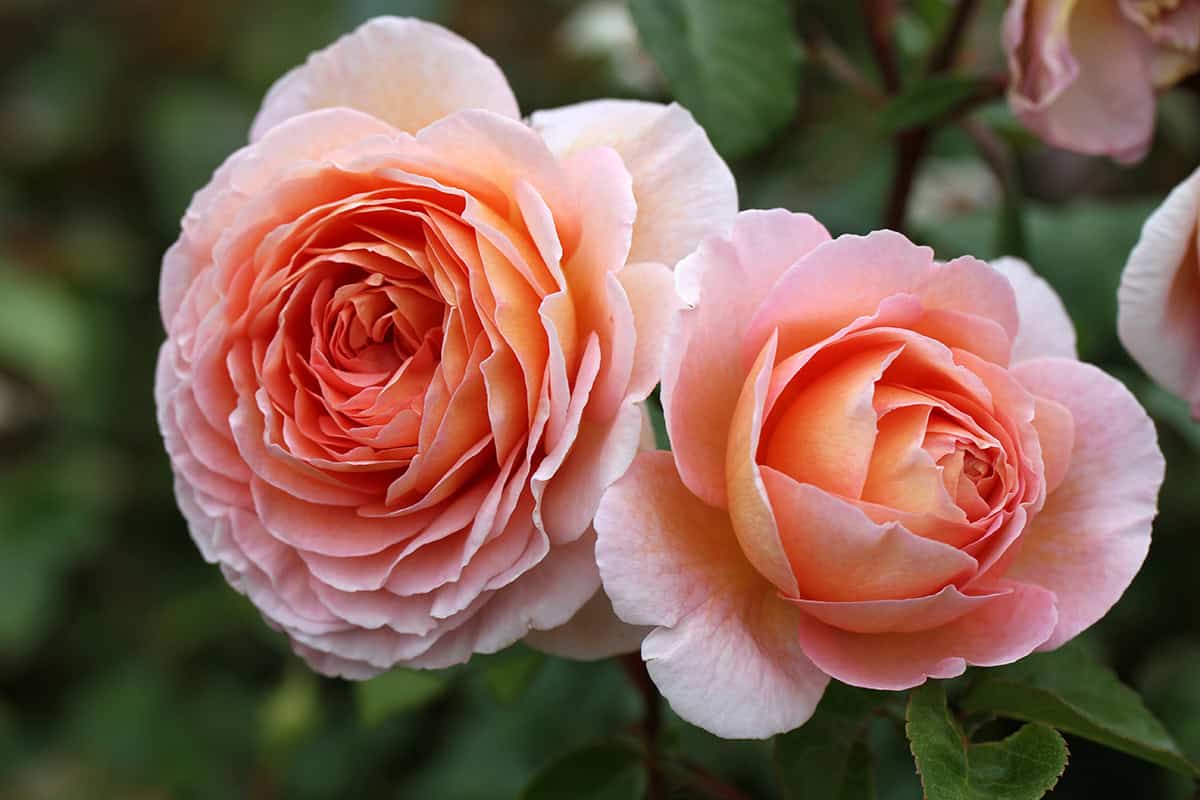 Abraham Darby