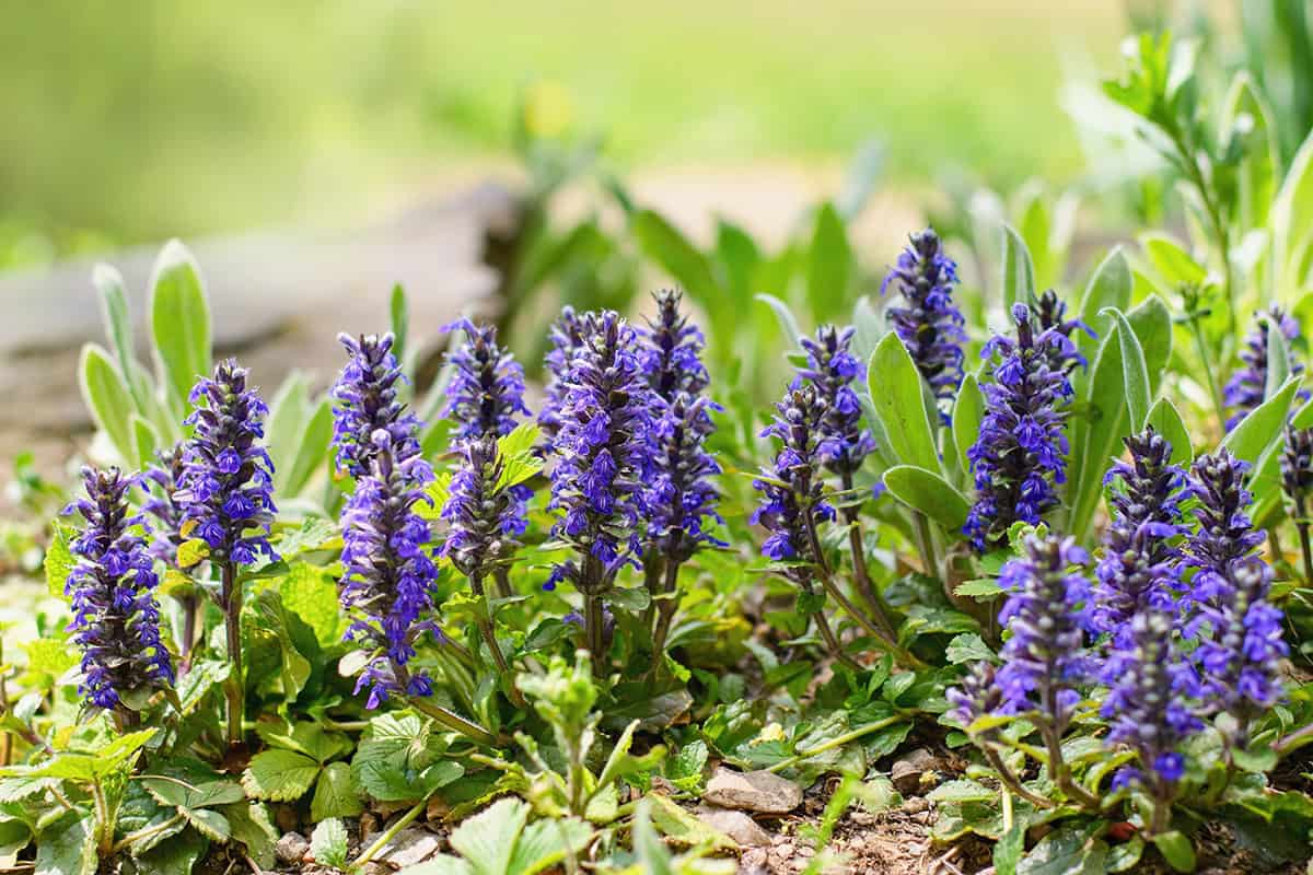 Ajuga (Bugleweed)