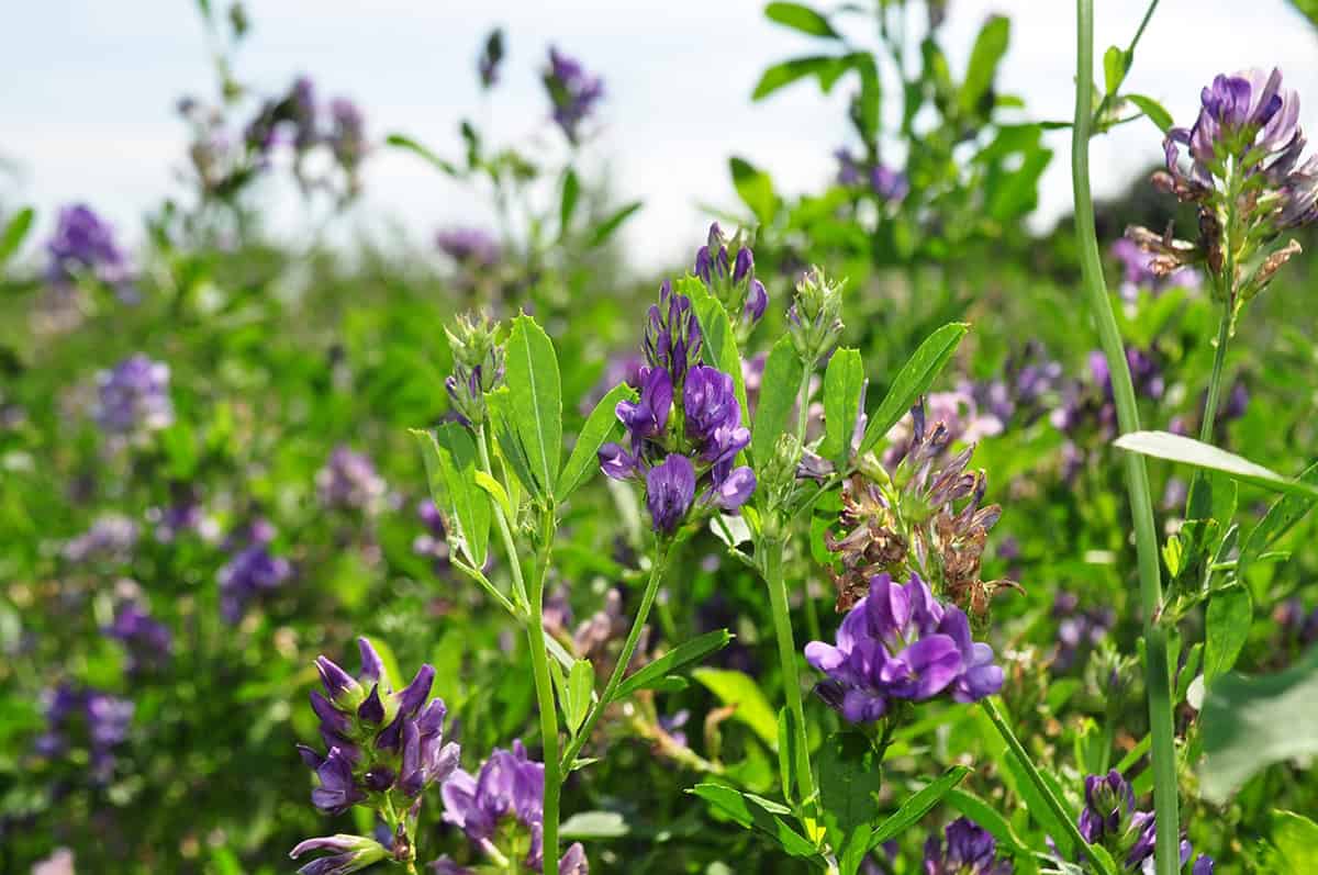 Alfalfa
