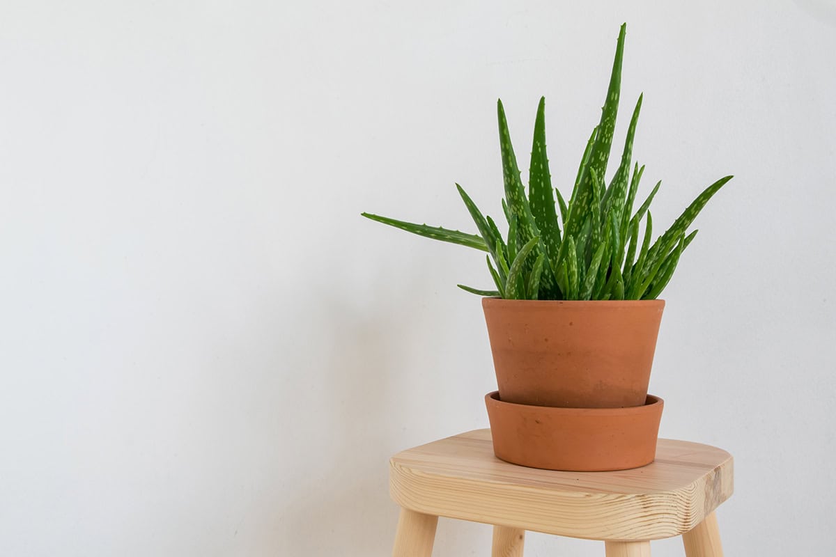 Aloe Vera