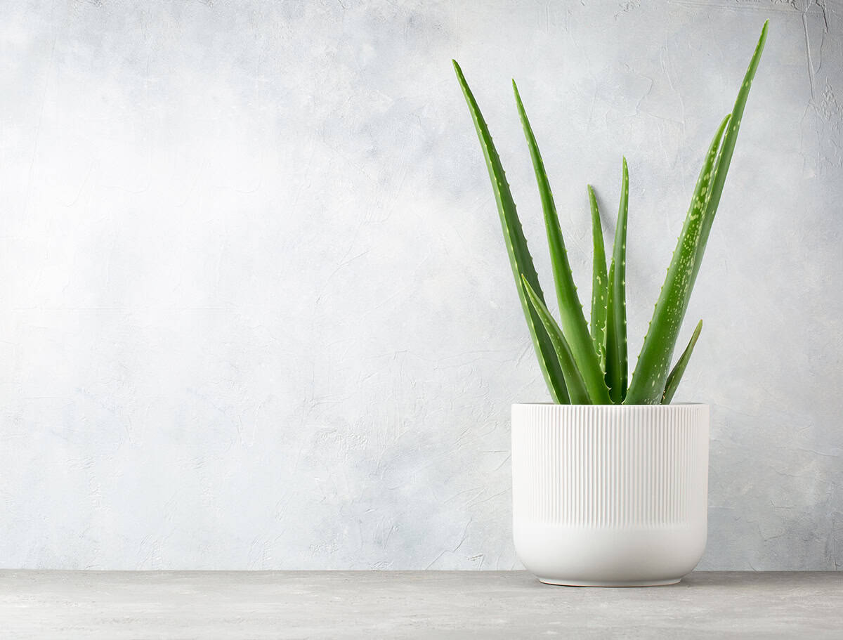 Aloe Vera