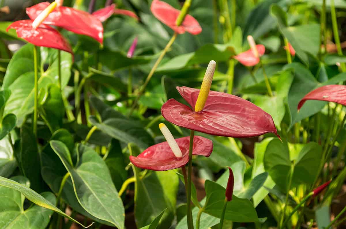 Anthurium