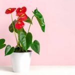 Anthurium Plant Care Guide