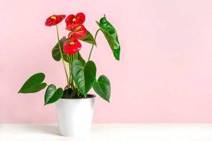 Anthurium Plant Care Guide