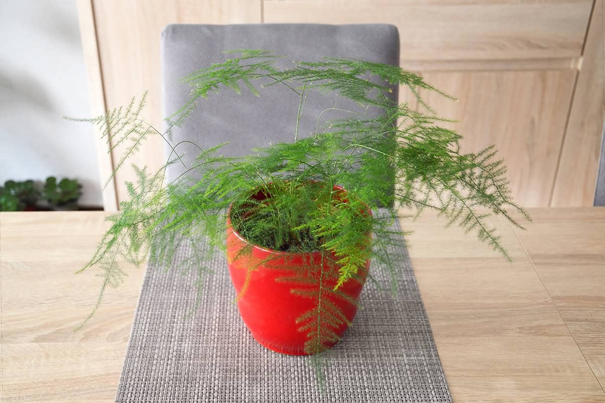 Asparagus Fern