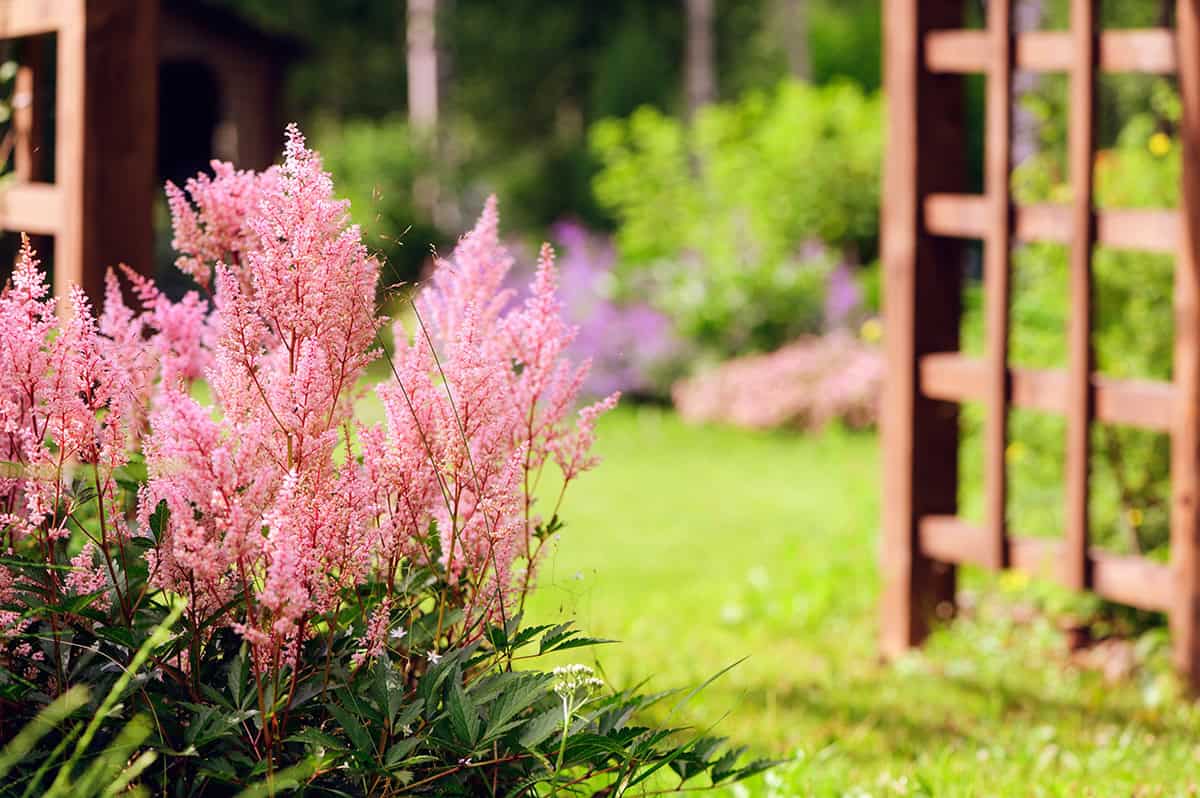 Astilbe