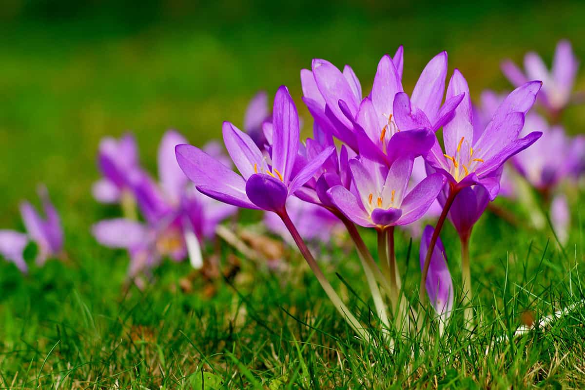 Autumn Crocus