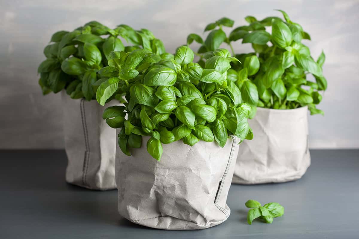 Basil