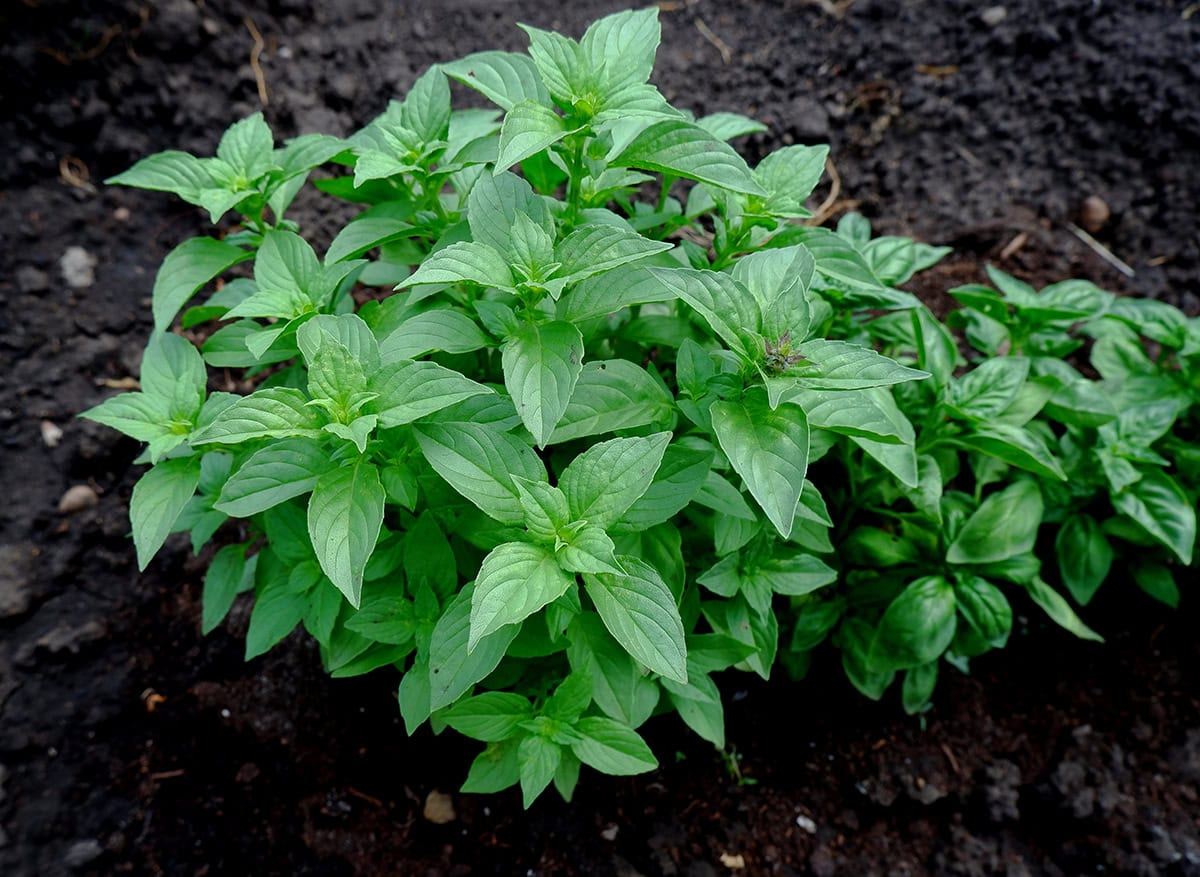 Basil