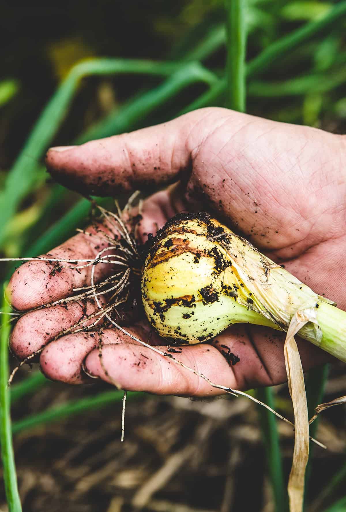 Be Patient And Harvest At The Right Time