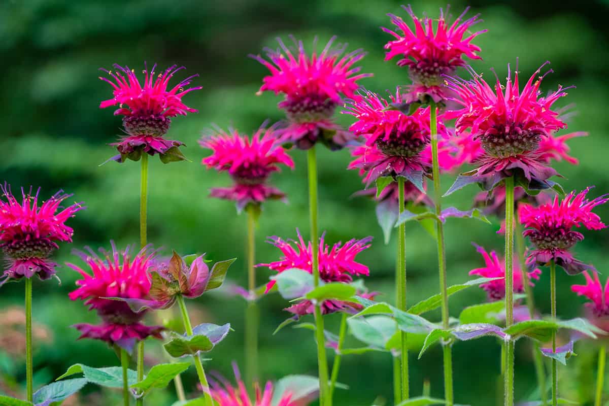 Bee Balm (Monarda)