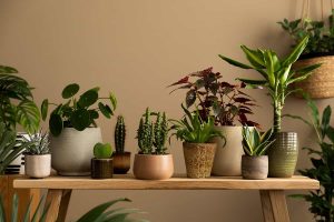 Best Houseplants for Allergies