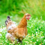 Best Plants to Grow in a Chicken Run