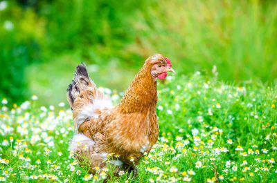 Best Plants to Grow in a Chicken Run
