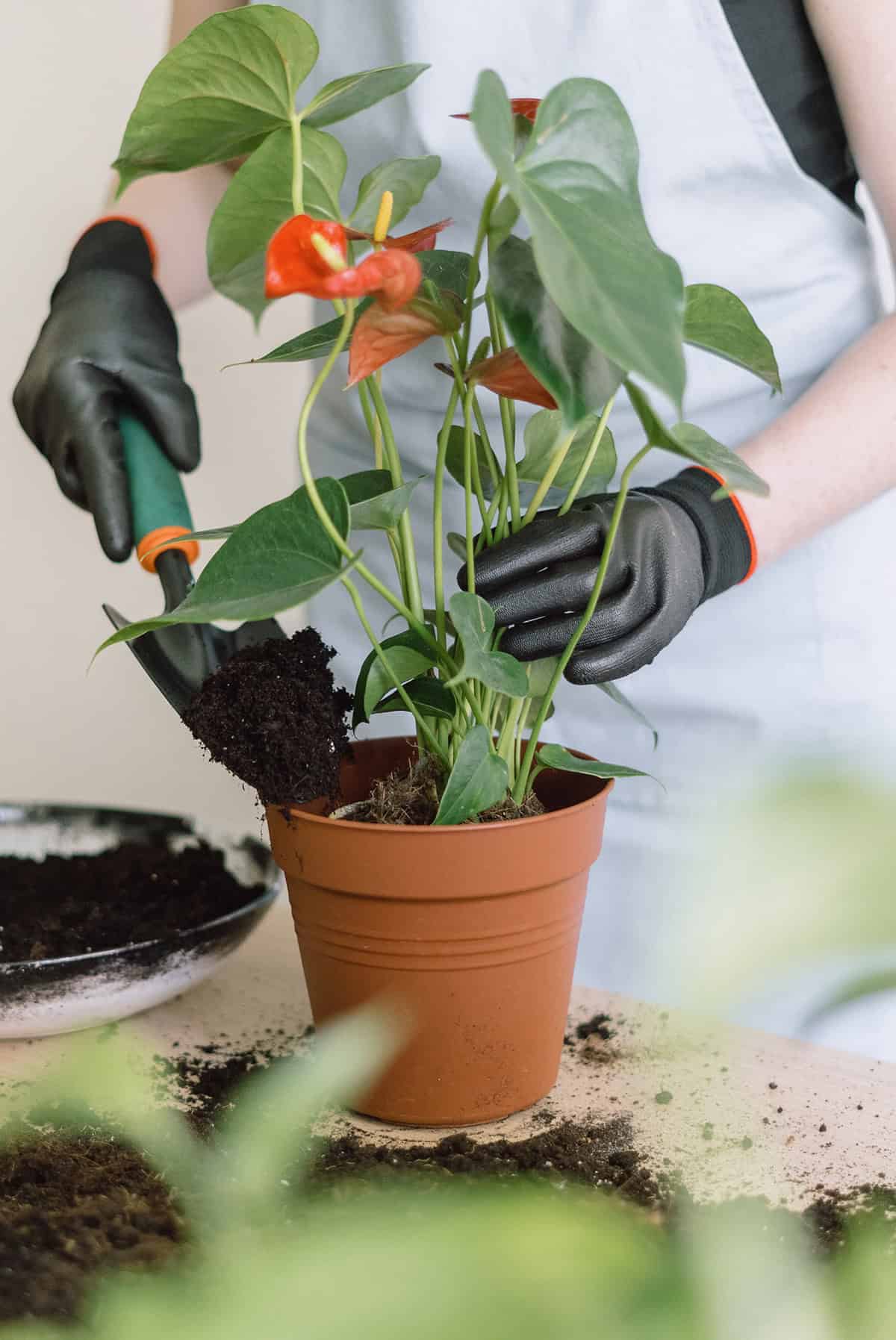 Best Soil Mix For Anthuriums