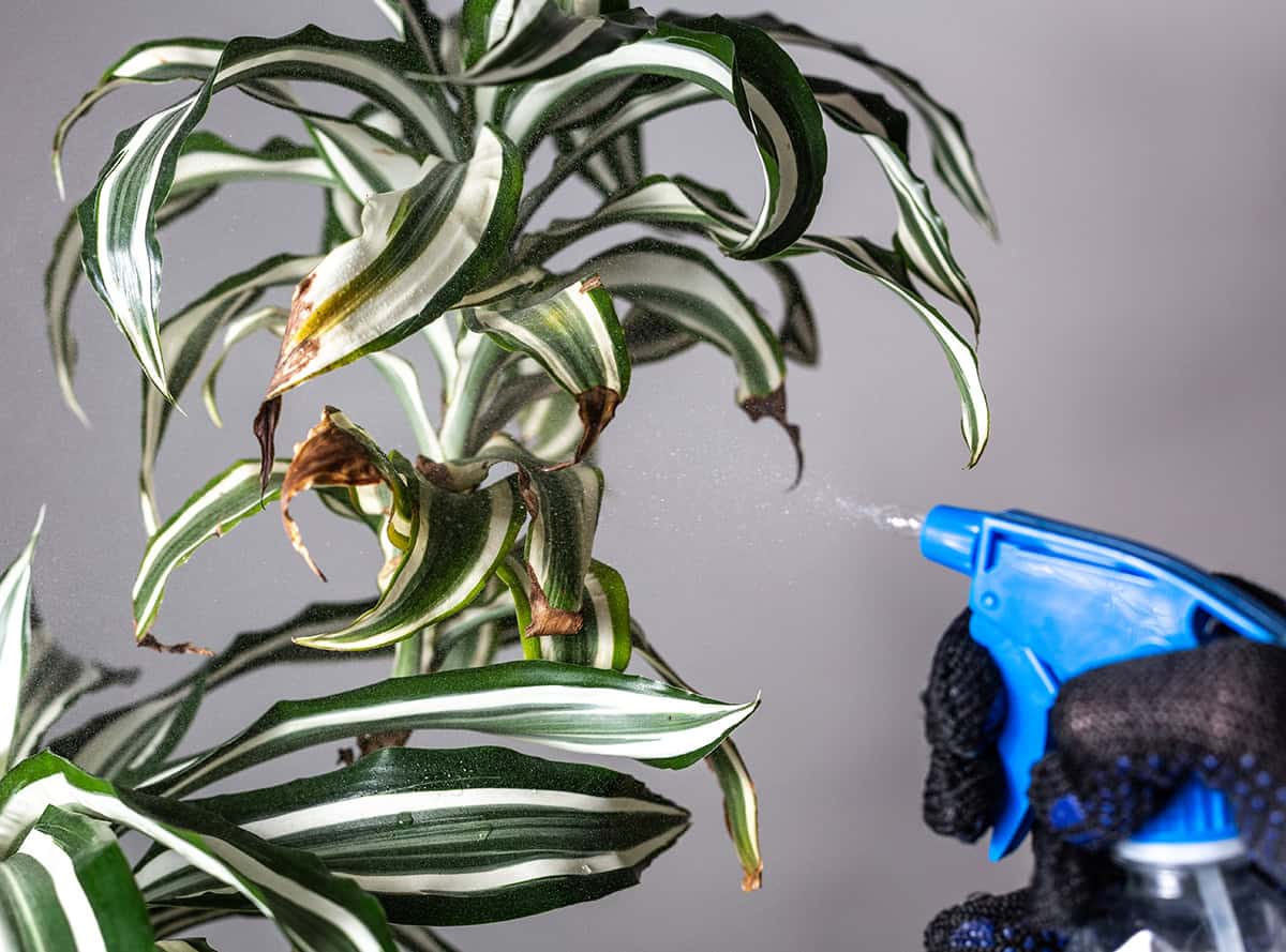 Biological Insecticides