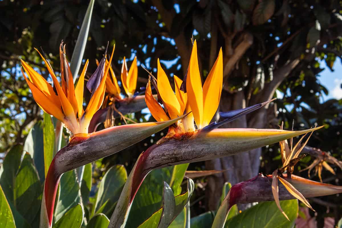Bird of Paradise (Strelitzia reginae)