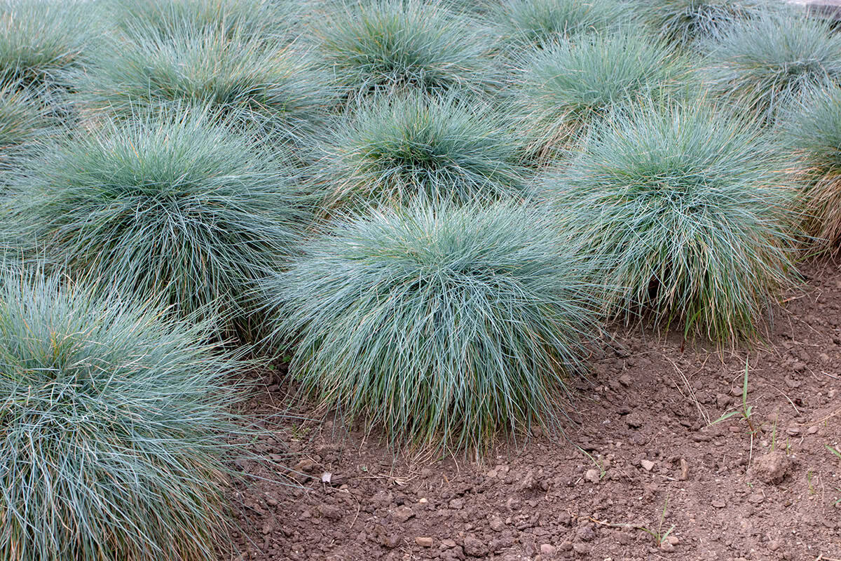 Blue Fescue (Festuca glauca)