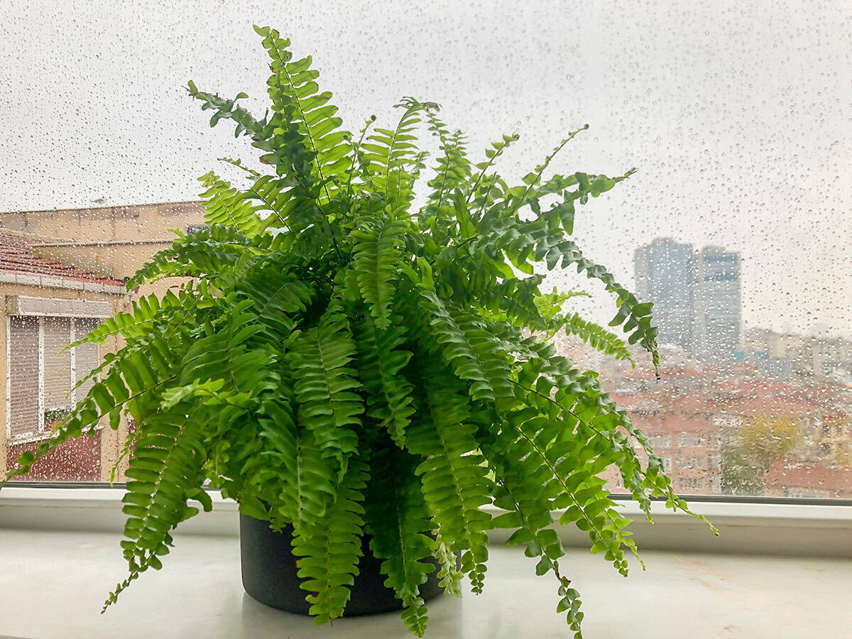 Boston Fern