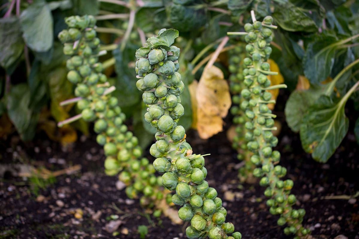 Brussels Sprouts