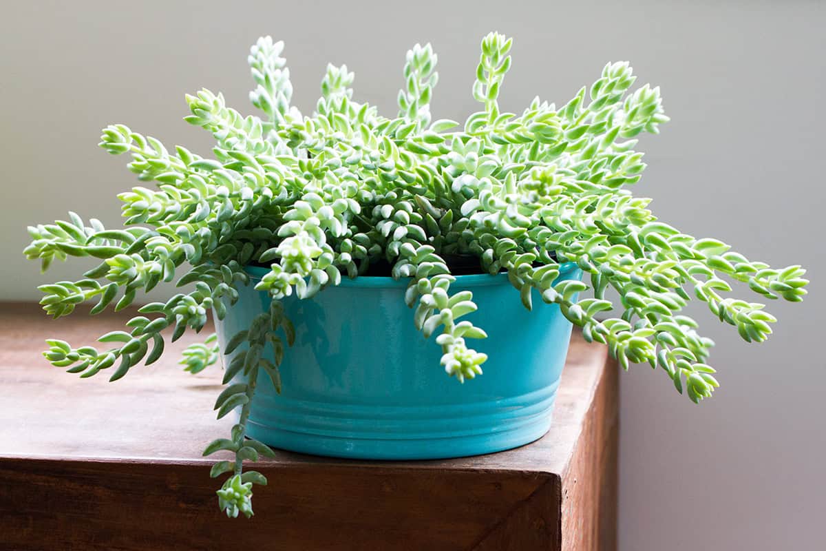 Burro’s Tail (Sedum Morganianum)