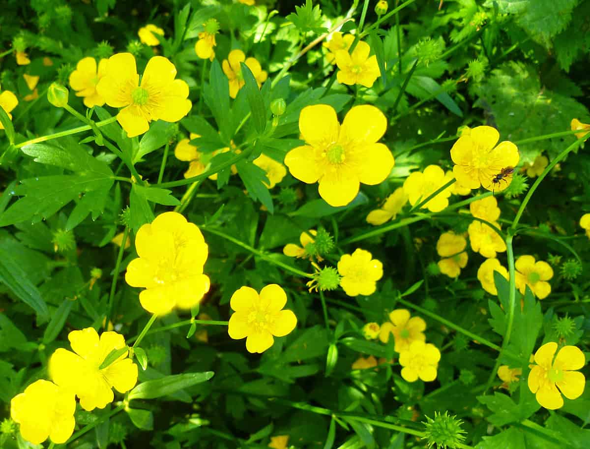 Buttercup
