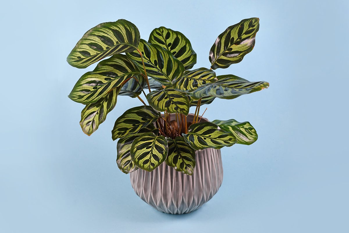 Calathea (Prayer Plant)