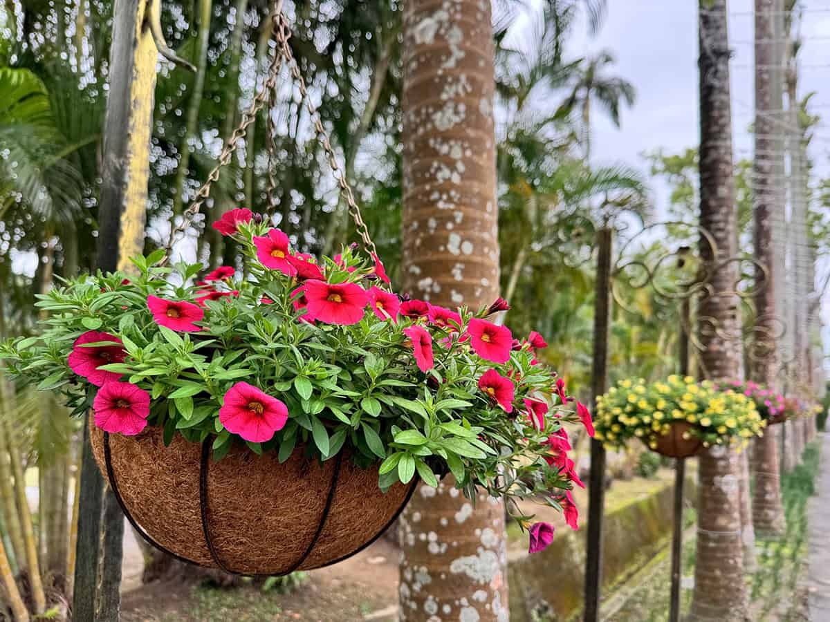 Calibrachoa (Million Bells)