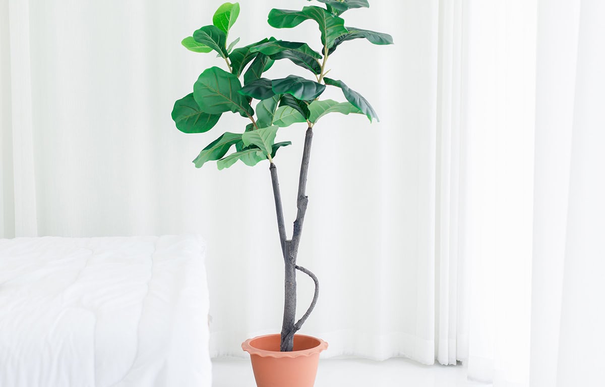 Can a Leggy Fiddle Leaf Fig Be Fixed