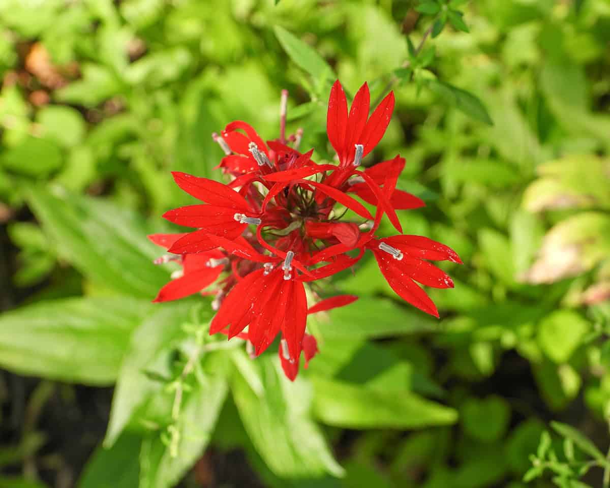 Cardinal Flower (Lobelia cardinalis)