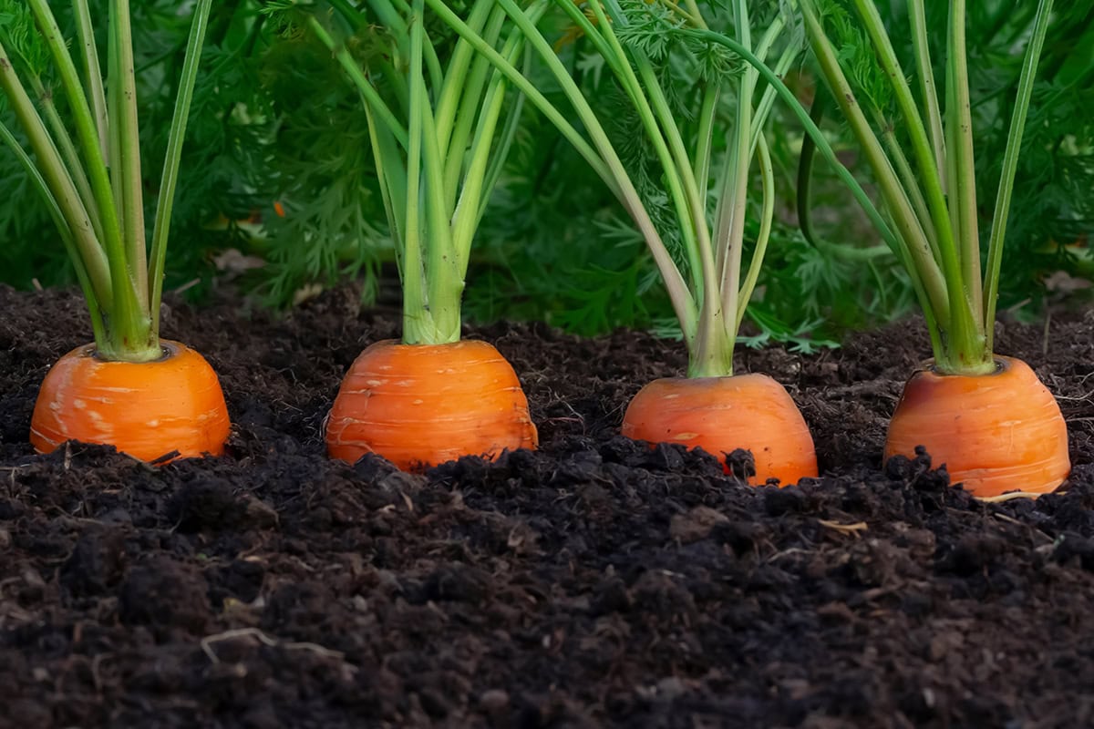 Carrots (With Partial Sun)
